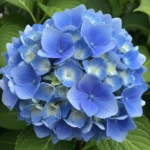 Short Flower Captions for Instagram